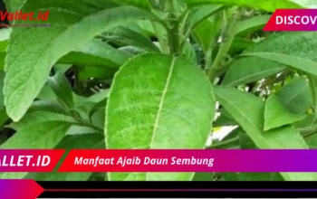 Manfaat Ajaib Daun Sembung