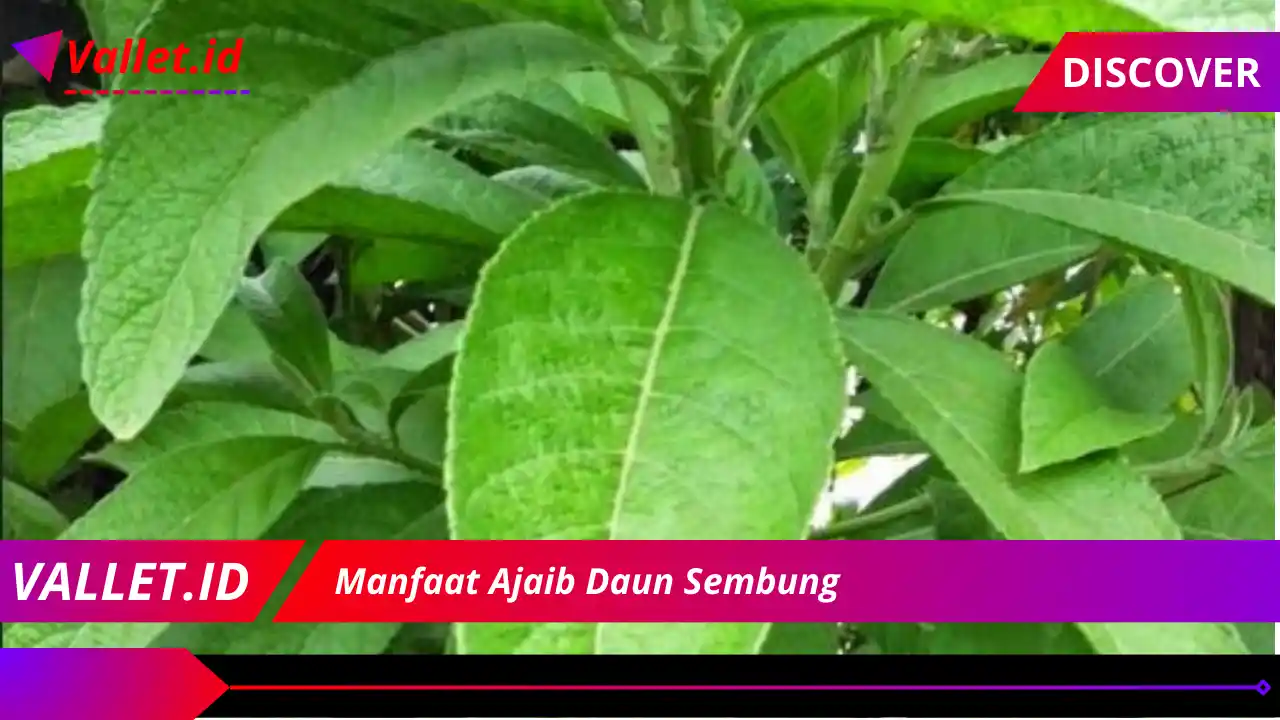 Manfaat Ajaib Daun Sembung