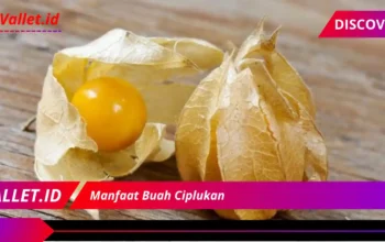 Manfaat Buah Ciplukan