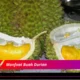 7 Khasiat Buah Durian yang Tak Terduga!