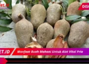 7 Manfaat Buah Mahoni Dahsyat Bagi Alat Vital Pria