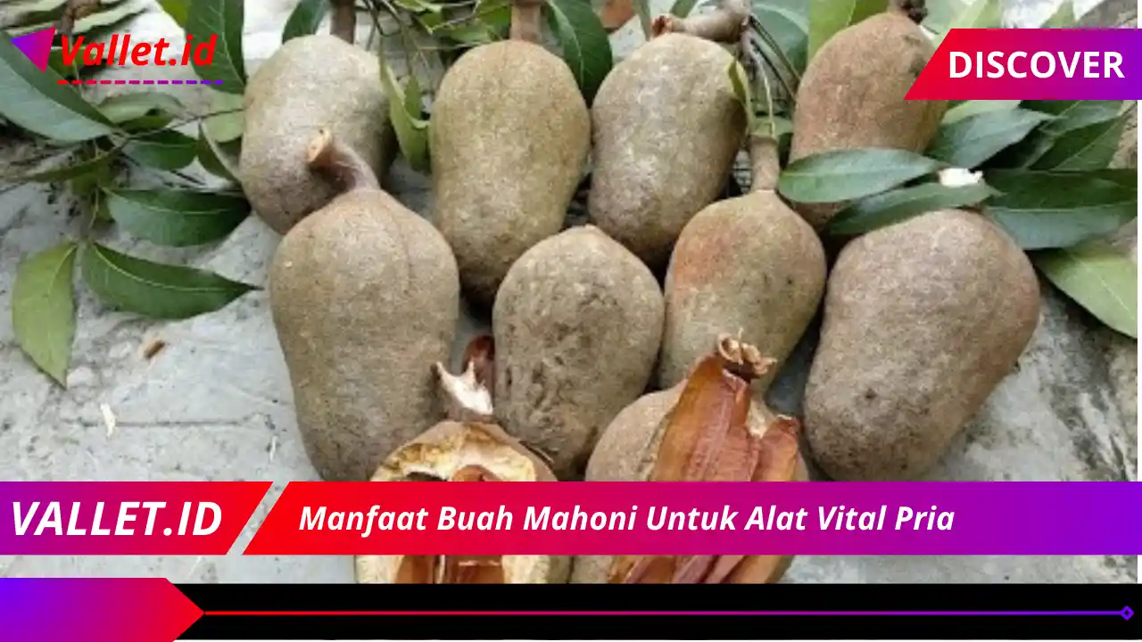 Manfaat Buah Mahoni Untuk Alat Vital Pria