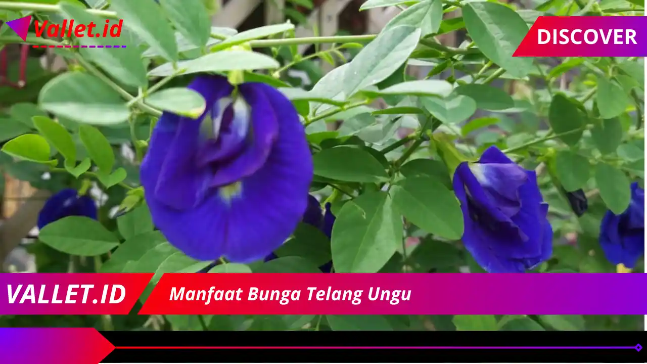 Manfaat Bunga Telang Ungu