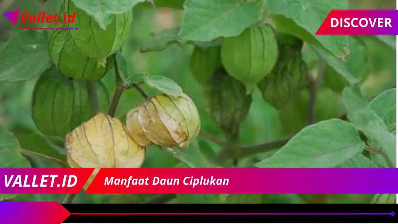 Manfaat Daun Ciplukan