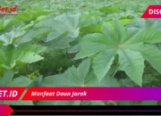 Manfaat Daun Jarak