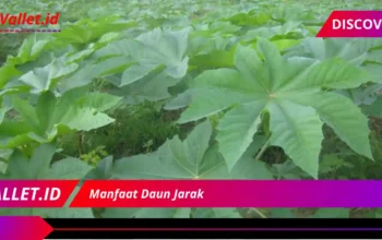 Manfaat Daun Jarak