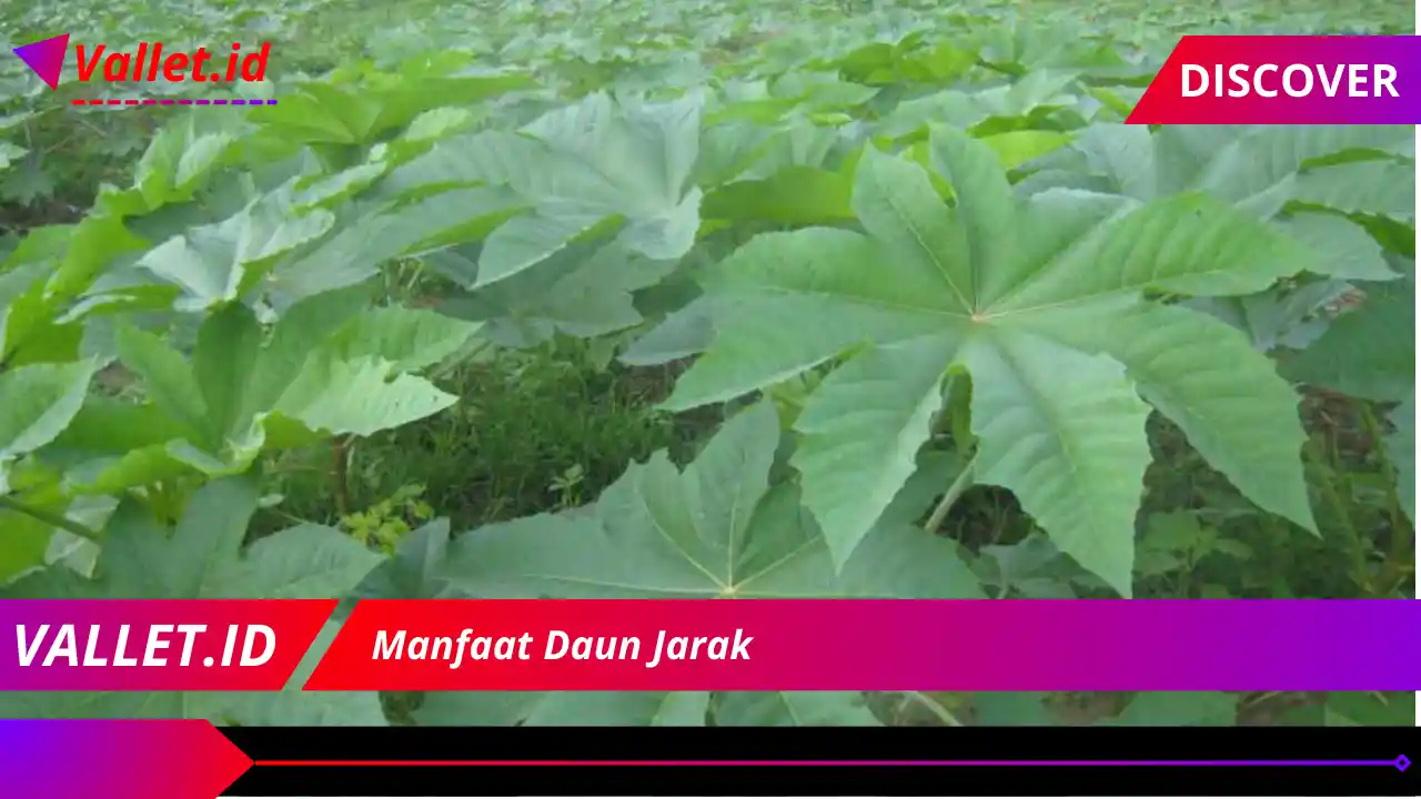 Manfaat Daun Jarak