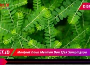 7 Manfaat Dahsyat Daun Meniran Plus Efek Sampingnya