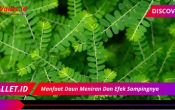 Manfaat Daun Meniran Dan Efek Sampingnya