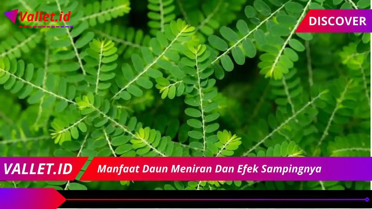 Manfaat Daun Meniran Dan Efek Sampingnya