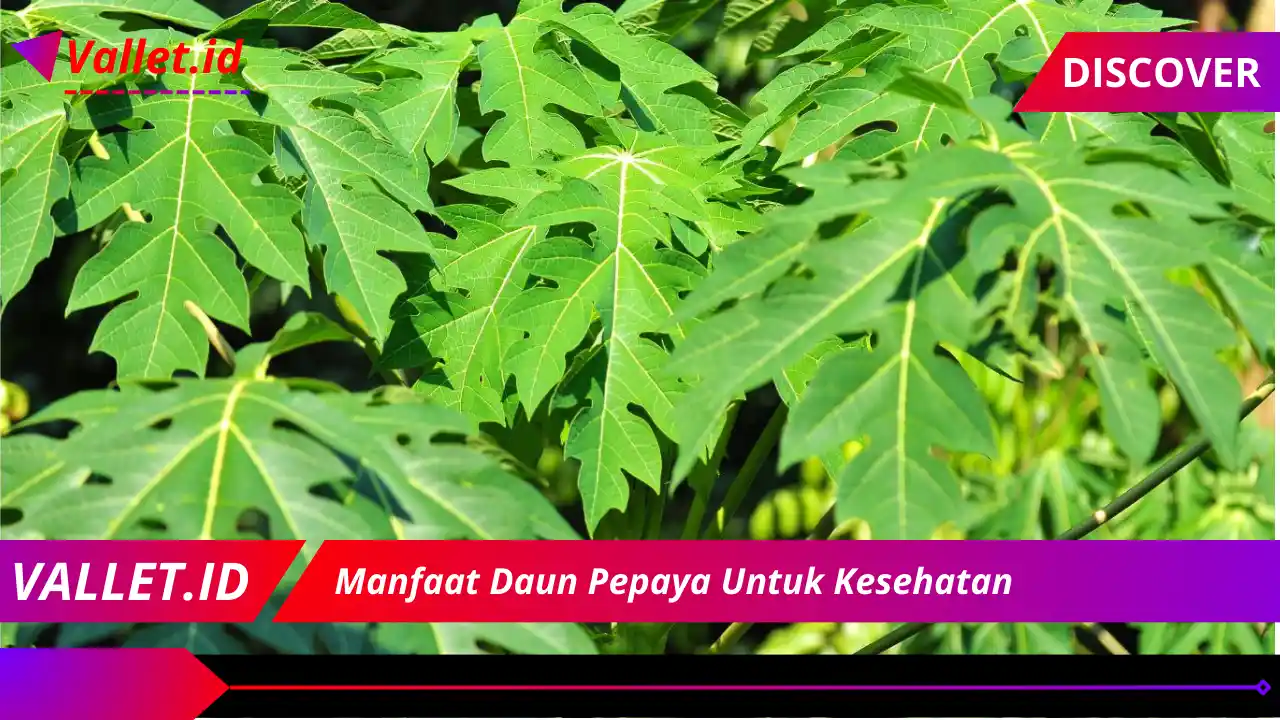 Manfaat Daun Pepaya Untuk Kesehatan