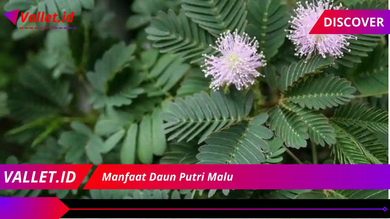 Manfaat Daun Putri Malu