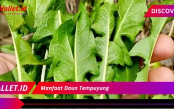 7 Manfaat Daun Tempuyung untuk Kesehatan