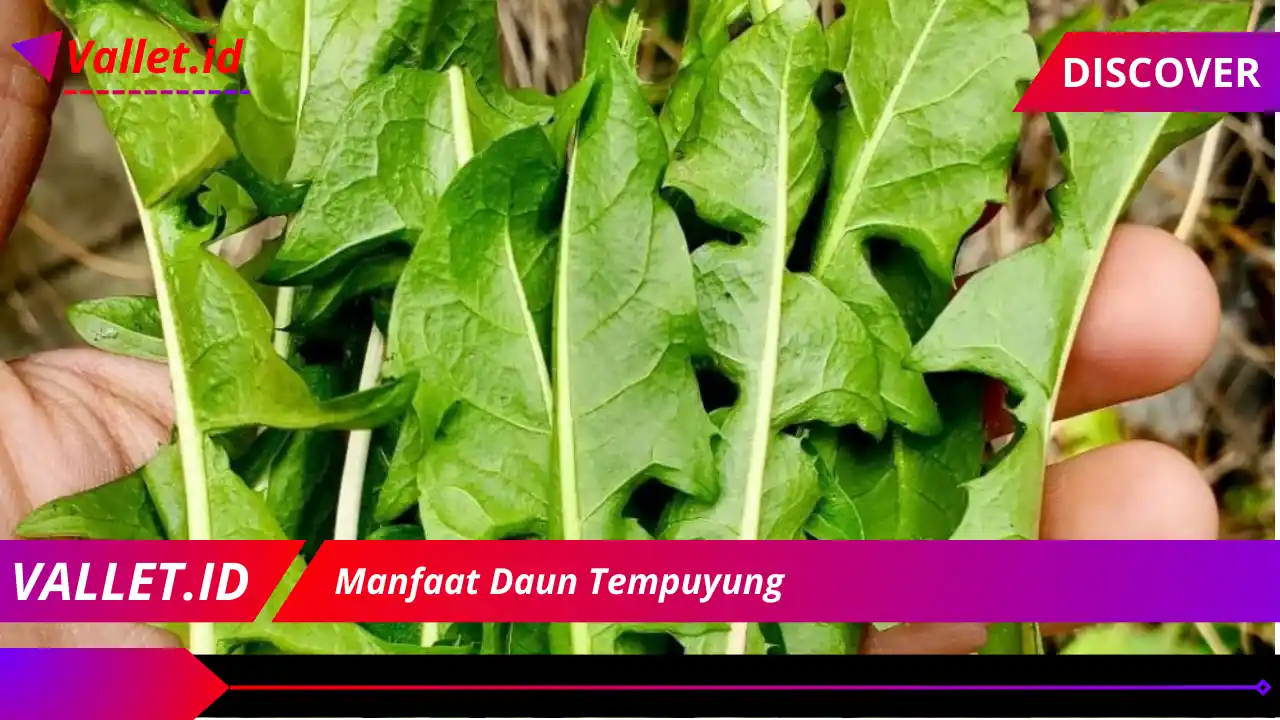 Manfaat Daun Tempuyung