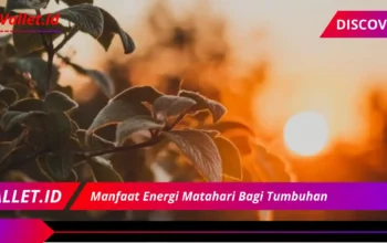 7 Rahasia Manfaat Ajaib Energi Matahari Bagi Tumbuhan