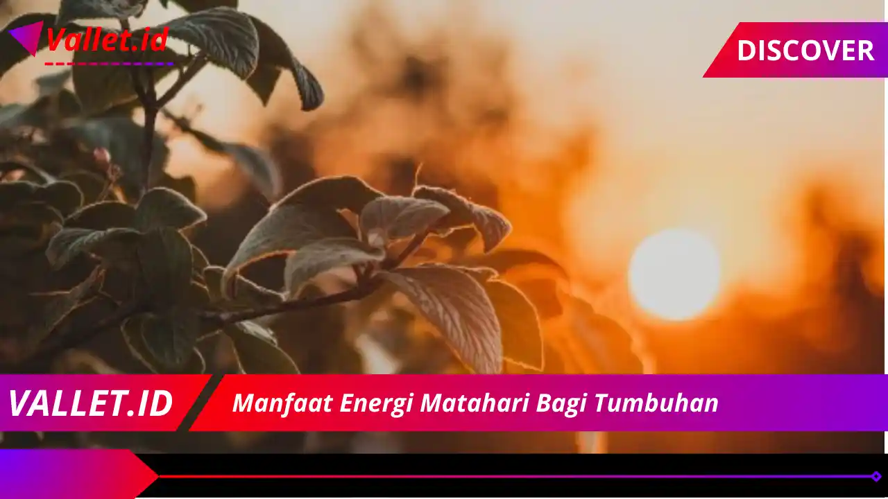 Manfaat Energi Matahari Bagi Tumbuhan