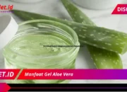 Khasiat 7 Manfaat Gel Aloe Vera untuk Berbagai Masalah