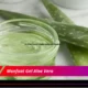 Manfaat Gel Aloe Vera