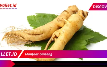 Manfaat Ginseng