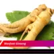 Manfaat Ginseng