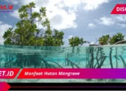 Manfaat Mangrove Tersembunyi untuk Masa Depan