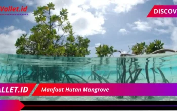 Manfaat Mangrove Tersembunyi untuk Masa Depan