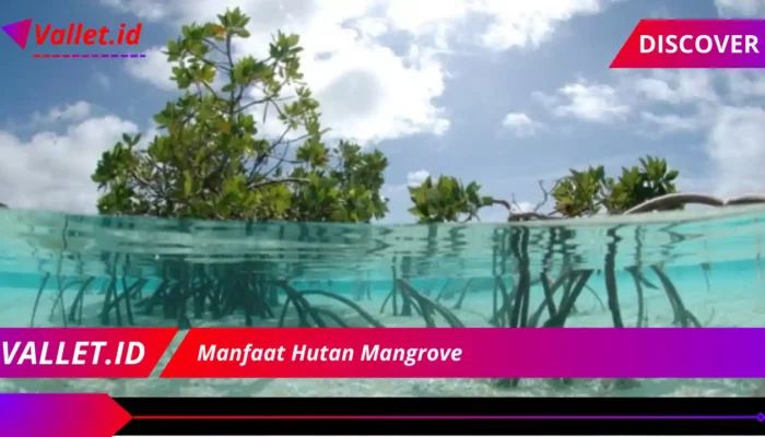 Manfaat Mangrove Tersembunyi untuk Masa Depan