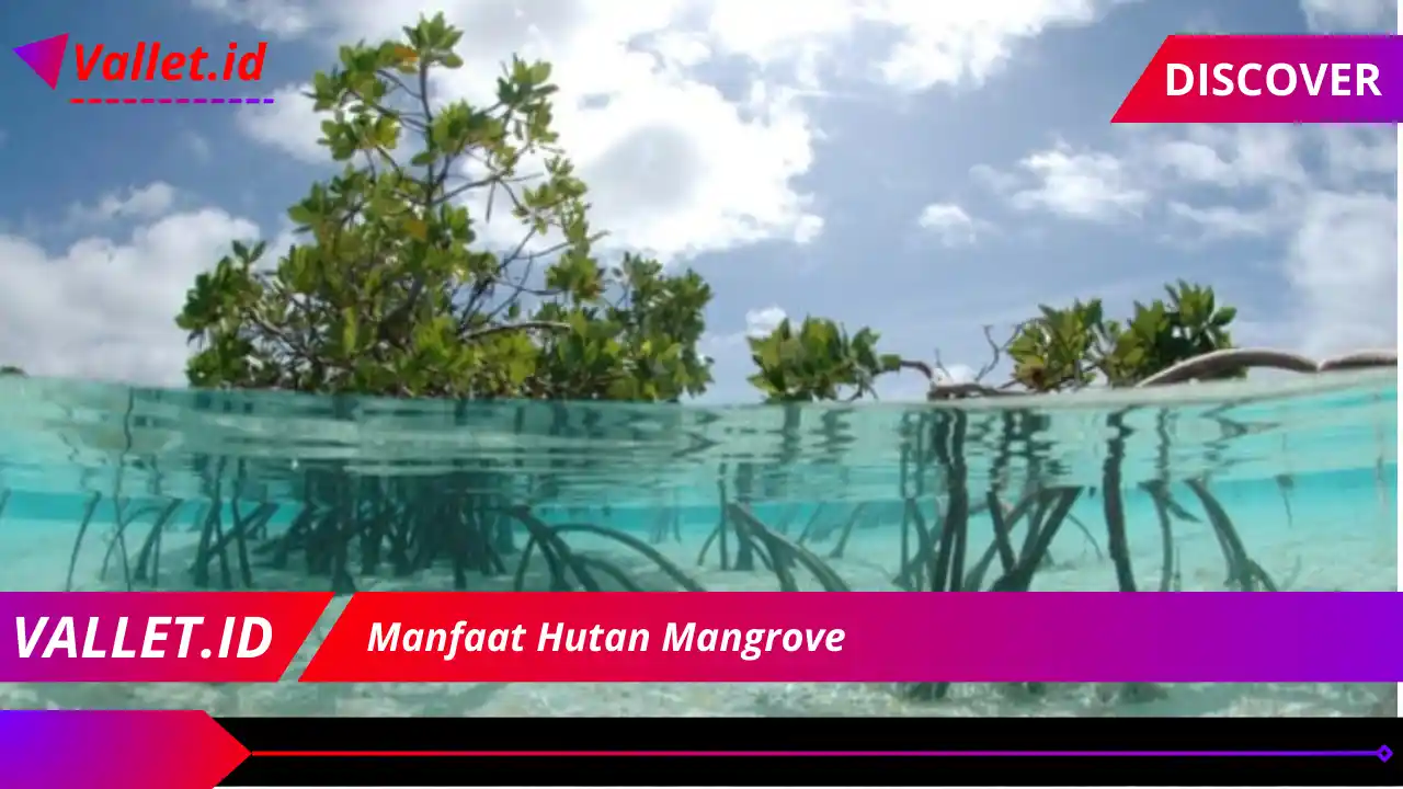 Manfaat Hutan Mangrove