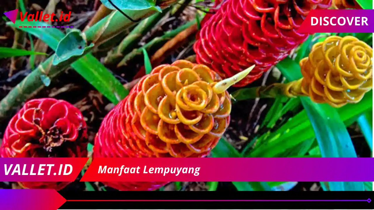 Manfaat Lempuyang