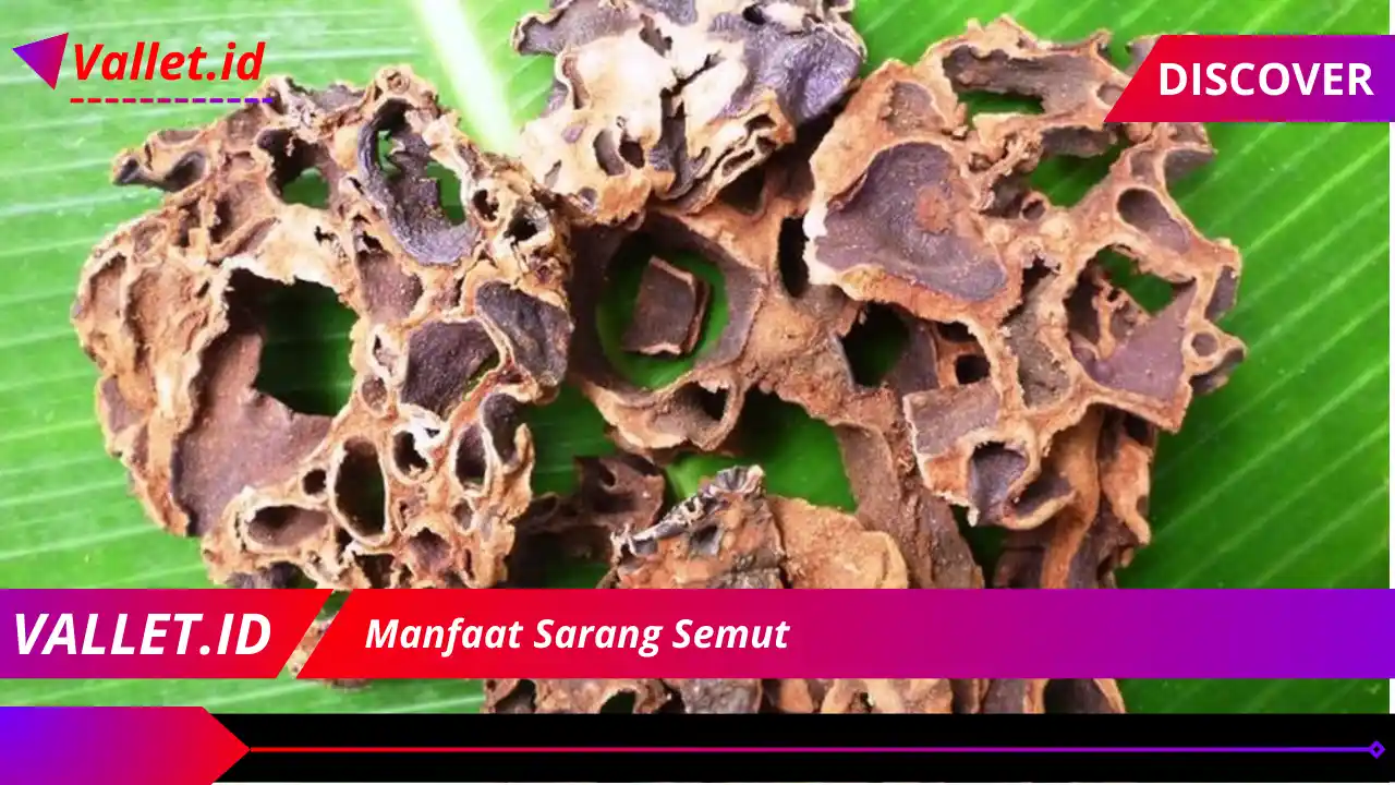 Manfaat Sarang Semut