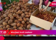 7 Khasiat Buah Mahoni yang Jarang Diketahui