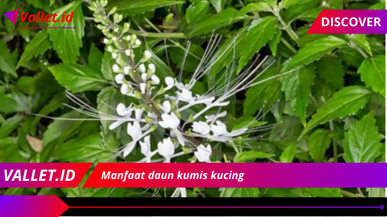 Manfaat daun kumis kucing