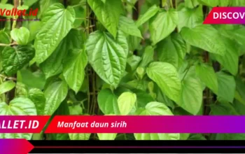 Manfaat daun sirih