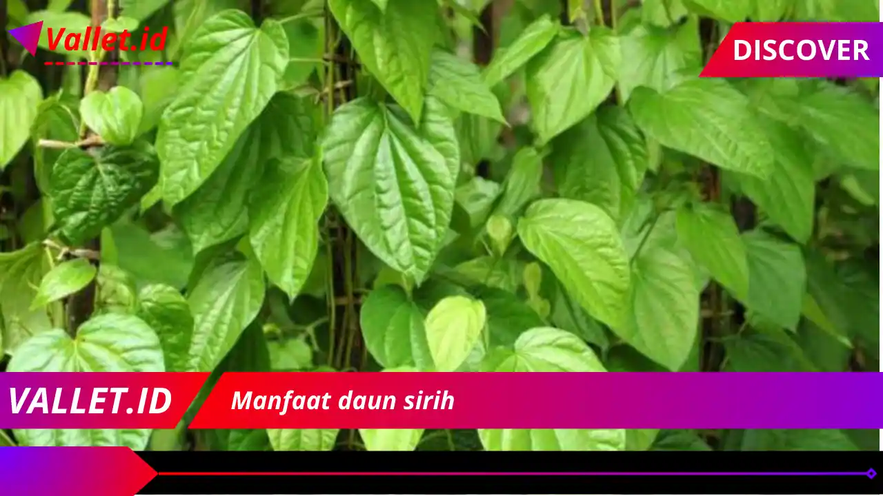 Manfaat daun sirih