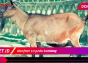 7 Manfaat Luar Biasa Empedu Kambing