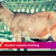 7 Manfaat Luar Biasa Empedu Kambing