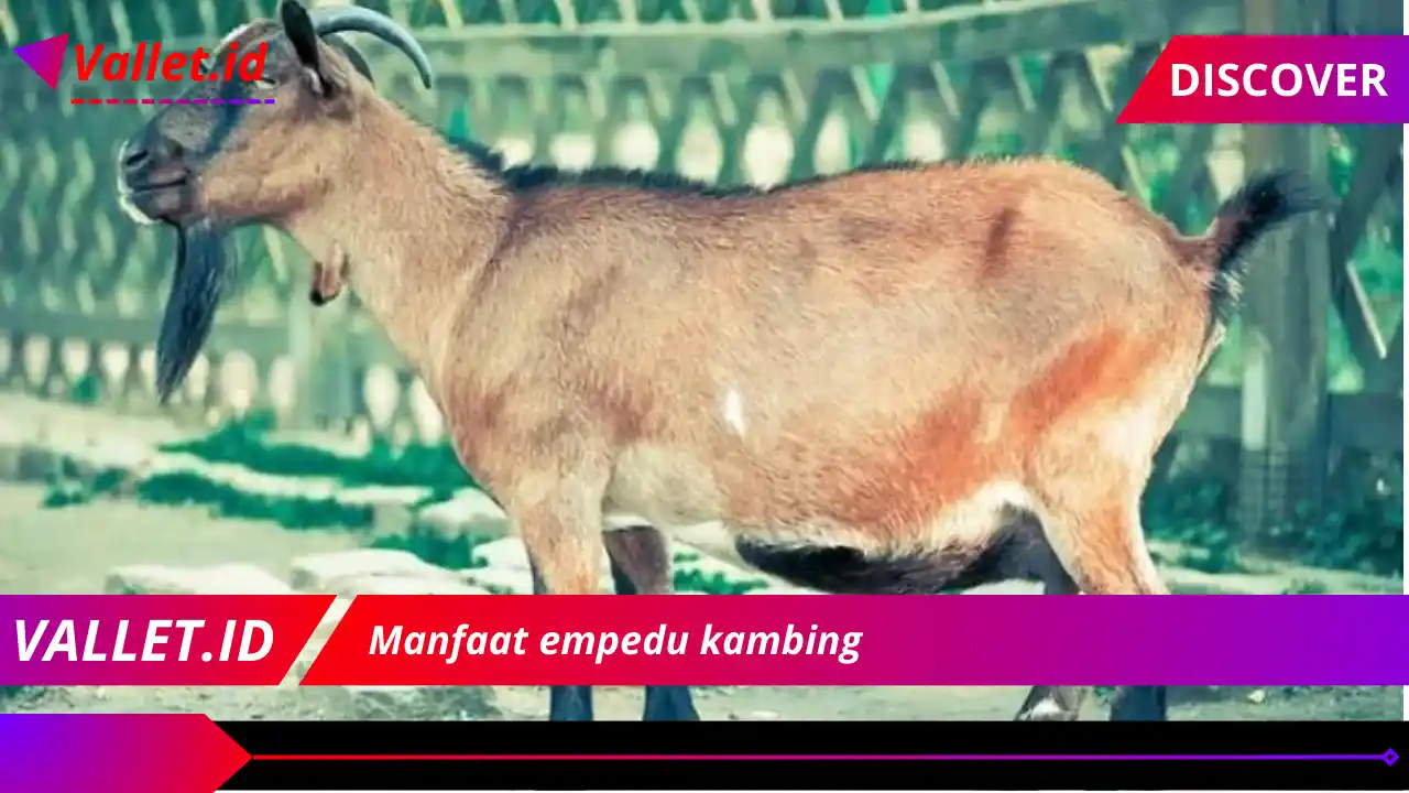 Manfaat empedu kambing